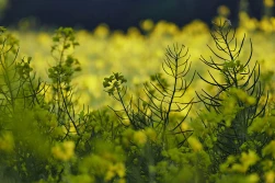 KZPRiRB: ceny rzepaku z nowych zbiorów powoli rosną