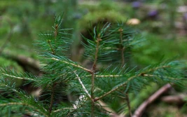 Ruszyły wnioski o wsparcie na zalesianie lub zadrzewianie