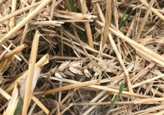 Poprawa kondycji gleb i zabezpieczenie zasiewów