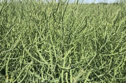 KZPRiRB - ceny rzepaku odbiły w górę