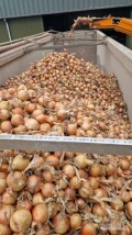 Cebula ŻÓŁTA na worek i do obierania.65%-75%6+ Ilości tirowe, import, dostawa do klienta w całej Polsce. Co tydzień nowe oferty do...