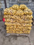 Sprzedam 700 worków ziemniaka z zaschnięta skórką odmiana IGNACY odbiór zjazdowa Łódź 
