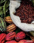 Suszone ziarna kawy i wysokiej jakości ziarna kakao na sprzedaż
