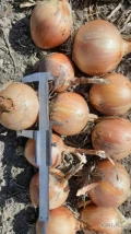 Sprzedam cebule typ hiszpan ladna zdrowa wyrownany kaliber od 4 do 9 cm przewaga 6+