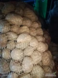 Sprzedam ziemniaki Adora odmiana bardzo wczesna kal 35-55mm ilość 1 tona 