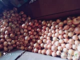 Witam sprzedam cebulę kal 4,5-8cm  pakowana luz big bag skrzyniopalety worek. Więcej informacji pod numerem telefonu 