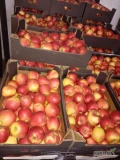 Dostarczam jabłka deserowe do codziennego spożycia w partiach po 4 t. w dowolnym opakowaniu . Mix odmian z przewagą Ligola , Glostera ,...