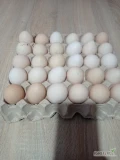 Witam sprzedam nadwyżkę jajek wiejskich ściółka,wolny wybieg,w ilości 1000-1500 sztuk tygodniowo.