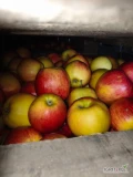 Sprzedam za wagę 41 skrzyń rubinstara na dowolny cel jabłko rwane