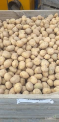 sprzedam drobne ziemniaki odm melody kal 2-5 3-5 4-5 jaki poczeba taki do zrobienia worek luz