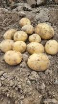 Ziemniaki młode ilości busowe nie ciężarowe 