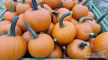 Kupię dynię hallowen kal. 1-4 kg, 4-10 kg w ilości około 8 ton. Ładnie wybarwione, z długim zielonym ogonem.
