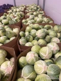 Sprzedam kapustę na przemysł / kiszenie 3-6 kg.
