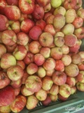 Sprzedam jabłko - suchy przemysł - odmiana RedJonaprince na obierkę/suszenie/musy/soki NFC itp. Jędrność powyżej 8. W skrzyni 95%...