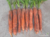 Sprzedam marchew odmiany Carvora, kaliber handlowy jakość market, ilości tirwe i mniejsze, na brudno bądż myta, opakowanie do...