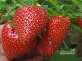 Sprzedam piękną świeżą truskawkę odmiany VERDI 