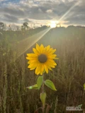 Sprzedam piękne, zdrowe kwiaty słonecznika 