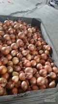 Sprzedam  cebulę 5+, big bag,lub skrzynia,sucha,ładna na worek,możliwy transport 