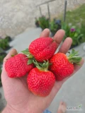 Sprzedam truskawki Romine i Cory 