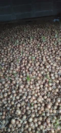 Sprzedam cebulę na obieralnie, ilość 24 tonu 