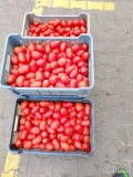  pomidor,,dyno,,ilości budowe.towar czysty bez skazy.pierwsza i druga klasa.cena do uzgodnienia 