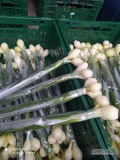 Nawiąże współpracę z odbiorcą cebulki ze szczypiorem (dymka).Towar dostępny: jesień, zima, wiosna duże i mniejsze ilości.zapraszam...