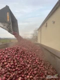 Sprzedam cebulę czerwoną po koszu na worek 4,5-8 cena 0,70zł i na obieranie 5-10 cena 0,40zł. Ilości tirowe, certyfikaty 
