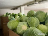 Sprzedam kapustę białą w kalibrze 1-3,5 kg jakość marketowa 