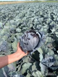 Sprzedam bardzo ładną kapustę czerwoną. Od 1,5 do 2,5kg. Kapusta zdrowa z nalotem. Ilość 30 ton. Sprzedam również kapustę na...