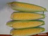 Mam do sprzedania kukurydzę cukrową , z własnego gospodarstwa , ilośći tirowe.
