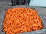 Sprzedam myty odsort marchwi, pakowany lub luzem, 3-4 tony.
