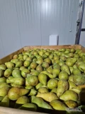 SPRZEDAM GRUSZKĘ KONFERĘCJE duże ilości gruszka piękna bez żadnych ordzewień miodówki gradu zapraszam do kontaktu . Możemy...