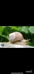 Skup ślimaka winniczka 
