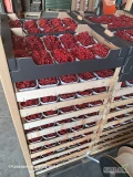 Sprzedam porzeczkę czerwoną w opakowaniu 500g z kartonem lub skrzynka 5kg na gotowo, towar z systemu workowego ,ogonek w gronie zielony...