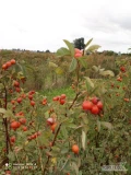 Sprzedam około 4 ton owoców róży Karpatia. Posiadamy certyfikat ekologiczny. Zbiór w przyszłym tygodniu 