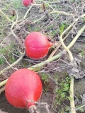 Witam, sprzedam dynie typu uchiki kuri hokkaido, nie wielką ilość, prosto z pola, cena 1 zł za kg.
