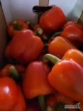 Papryka 5 kg czerwona 221-261g oraz 261g+ NL - świeża dostawa Katowice
