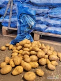 Ziemniak 10 kg Spunta 40-60 Egipt- świeża dostawa Katowice
