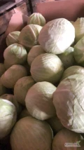 Sprzedam kapustę biała 1- 5 kg przemysł 2.2 zł  Możliwy transport do uzg 
