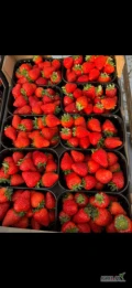 Witam, sprzedam bardzo ładną truskawke ze szklarni, około 250kg. Zapraszam do kontaktu