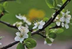 IMGW prognozuje pogodę na wiosnę