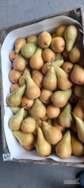 Sprzedam jabłko Szampion, gruszkę Konferencje 