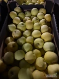 Sprzedam 500 kartonów jabłka odmiany lafayette, towar na gotowo w kartonie 13tce 
