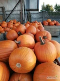Witam, mam do sprzedania 30 ton pięknej dynie pomarańczowej typu halloween w rozmiarach 2-12kg, Warszawa powsin 501537906