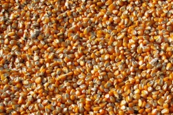 Lidea - nowy potentat nasienny w Europie