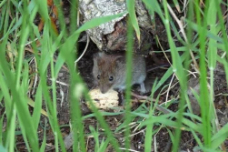 Ministerstwo radzi, jak zapobiegać pladze gryzoni polnych