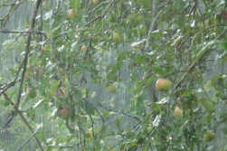 Gdzie zgłaszać szkody po ulewnych deszczach?