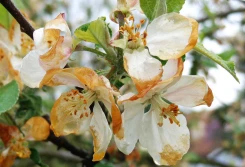 Znów kłopoty z ubezpieczeniem sadów