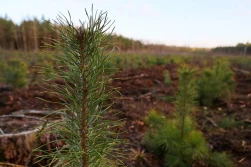 Będzie nabór wniosków na zalesianie