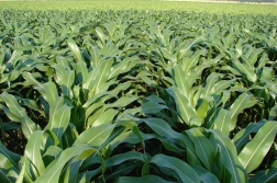 Prewencyjne zastosowanie aminokwasów